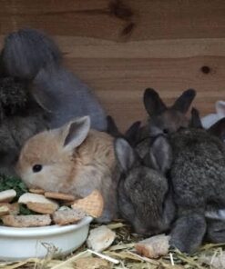 Standard Breeding Pair — R2,000 – R3,500 For Sale