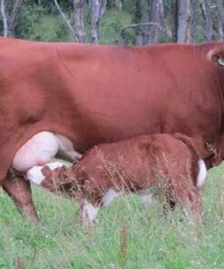 Simmental For Sale