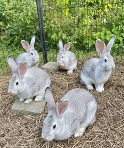 Premium Breeding Pair — R3,500 – R5,000 For Sale