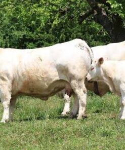 Charolais For Sale