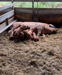 Duroc For Sale