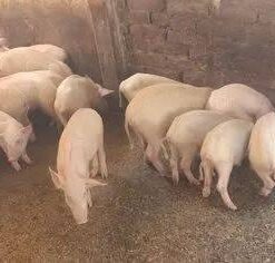 Landrace For Sale