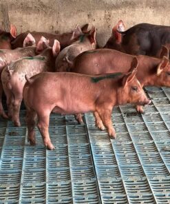Duroc For Sale
