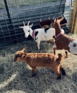 Nigerian Dwarf For Sale