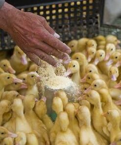 (50kg)• Duck Starter Feed — R250 For Sale