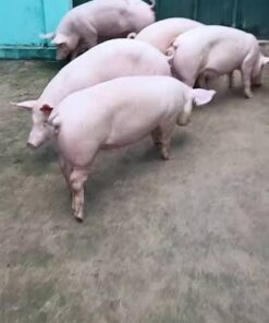 Pietrain For Sale