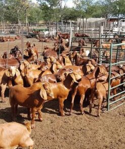 Kalahari Red For Sale