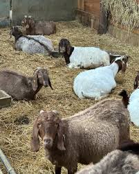 Pregnant Goats For Sale