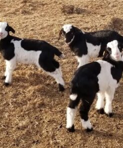 Breeding Bucks For Sale