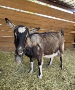 Breeding Does For Sale