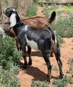 Breeding Pairs For Sale