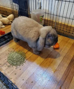 French Lop — R1,500 – R3,000 For Sale