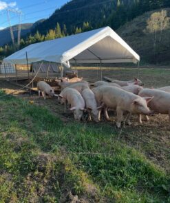 Landrace For Sale