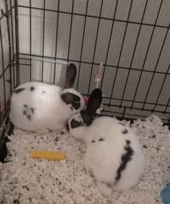 Polish Rabbit — R600 – R1,200 For Sale