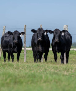 Angus For Sale