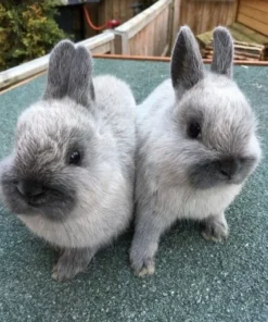 Netherland Dwarf — R500 – R1,200 For Sale